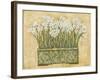 White Narcissus-Eva Misa-Framed Art Print