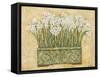 White Narcissus-Eva Misa-Framed Stretched Canvas