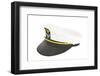 White Nautical Hat Isolated on White-Steve Collender-Framed Photographic Print