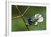 White-Necked Jacobin Bathing-Ken Archer-Framed Photographic Print