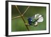 White-Necked Jacobin Bathing-Ken Archer-Framed Photographic Print