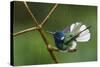 White-Necked Jacobin Bathing-Ken Archer-Stretched Canvas