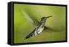 White-necked Jacobin (Florisuga mellivora) (Collared Hummingbird), Boca Tapada, Costa Rica-Matthew Williams-Ellis-Framed Stretched Canvas