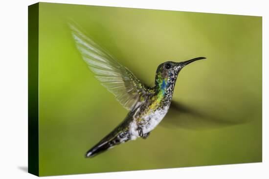 White-necked Jacobin (Florisuga mellivora) (Collared Hummingbird), Boca Tapada, Costa Rica-Matthew Williams-Ellis-Stretched Canvas