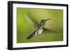 White-necked Jacobin (Florisuga mellivora) (Collared Hummingbird), Boca Tapada, Costa Rica-Matthew Williams-Ellis-Framed Photographic Print