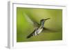 White-necked Jacobin (Florisuga mellivora) (Collared Hummingbird), Boca Tapada, Costa Rica-Matthew Williams-Ellis-Framed Photographic Print