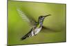 White-necked Jacobin (Florisuga mellivora) (Collared Hummingbird), Boca Tapada, Costa Rica-Matthew Williams-Ellis-Mounted Photographic Print