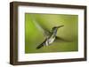 White-necked Jacobin (Florisuga mellivora) (Collared Hummingbird), Boca Tapada, Costa Rica-Matthew Williams-Ellis-Framed Photographic Print