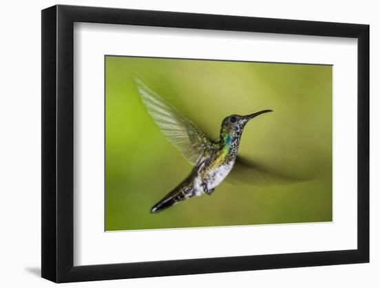 White-necked Jacobin (Florisuga mellivora) (Collared Hummingbird), Boca Tapada, Costa Rica-Matthew Williams-Ellis-Framed Photographic Print