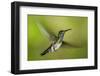 White-necked Jacobin (Florisuga mellivora) (Collared Hummingbird), Boca Tapada, Costa Rica-Matthew Williams-Ellis-Framed Photographic Print