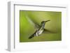 White-necked Jacobin (Florisuga mellivora) (Collared Hummingbird), Boca Tapada, Costa Rica-Matthew Williams-Ellis-Framed Photographic Print