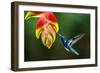 White-necked Jacobin (Florisuga mellivora) (Collared Hummingbird), Boca Tapada, Costa Rica-Matthew Williams-Ellis-Framed Photographic Print