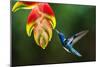 White-necked Jacobin (Florisuga mellivora) (Collared Hummingbird), Boca Tapada, Costa Rica-Matthew Williams-Ellis-Mounted Photographic Print