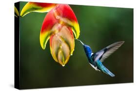 White-necked Jacobin (Florisuga mellivora) (Collared Hummingbird), Boca Tapada, Costa Rica-Matthew Williams-Ellis-Stretched Canvas