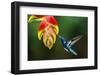 White-necked Jacobin (Florisuga mellivora) (Collared Hummingbird), Boca Tapada, Costa Rica-Matthew Williams-Ellis-Framed Photographic Print