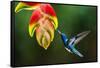 White-necked Jacobin (Florisuga mellivora) (Collared Hummingbird), Boca Tapada, Costa Rica-Matthew Williams-Ellis-Framed Stretched Canvas