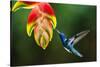 White-necked Jacobin (Florisuga mellivora) (Collared Hummingbird), Boca Tapada, Costa Rica-Matthew Williams-Ellis-Stretched Canvas