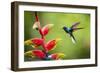 White-necked Jacobin (Florisuga mellivora) (Collared Hummingbird), Boca Tapada, Costa Rica-Matthew Williams-Ellis-Framed Photographic Print