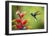 White-necked Jacobin (Florisuga mellivora) (Collared Hummingbird), Boca Tapada, Costa Rica-Matthew Williams-Ellis-Framed Photographic Print