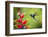 White-necked Jacobin (Florisuga mellivora) (Collared Hummingbird), Boca Tapada, Costa Rica-Matthew Williams-Ellis-Framed Photographic Print