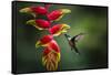 White-necked Jacobin (Florisuga mellivora) (Collared Hummingbird), Boca Tapada, Costa Rica-Matthew Williams-Ellis-Framed Stretched Canvas