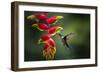 White-necked Jacobin (Florisuga mellivora) (Collared Hummingbird), Boca Tapada, Costa Rica-Matthew Williams-Ellis-Framed Photographic Print