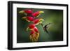 White-necked Jacobin (Florisuga mellivora) (Collared Hummingbird), Boca Tapada, Costa Rica-Matthew Williams-Ellis-Framed Photographic Print