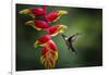 White-necked Jacobin (Florisuga mellivora) (Collared Hummingbird), Boca Tapada, Costa Rica-Matthew Williams-Ellis-Framed Photographic Print