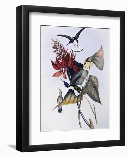 White-Necked Jacobin (Florisuga Mellivora)-John Gould-Framed Premium Giclee Print