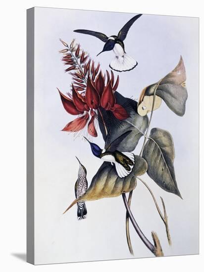 White-Necked Jacobin (Florisuga Mellivora)-John Gould-Stretched Canvas