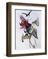 White-Necked Jacobin (Florisuga Mellivora)-John Gould-Framed Giclee Print