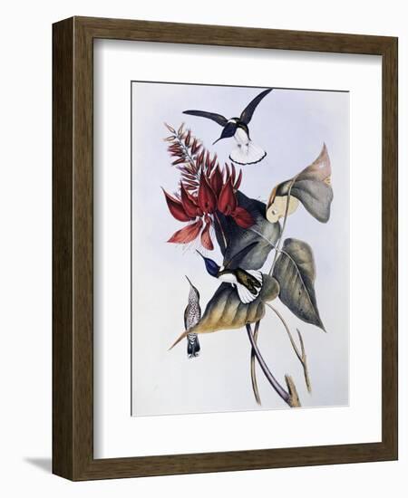 White-Necked Jacobin (Florisuga Mellivora)-John Gould-Framed Giclee Print