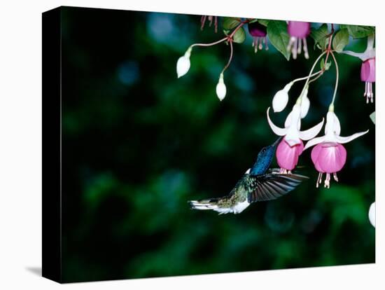 White-Necked Jacobin Hummingbird on Flower Nectar, Rancho Naturalista, Costa Rica-Cindy Miller Hopkins-Stretched Canvas