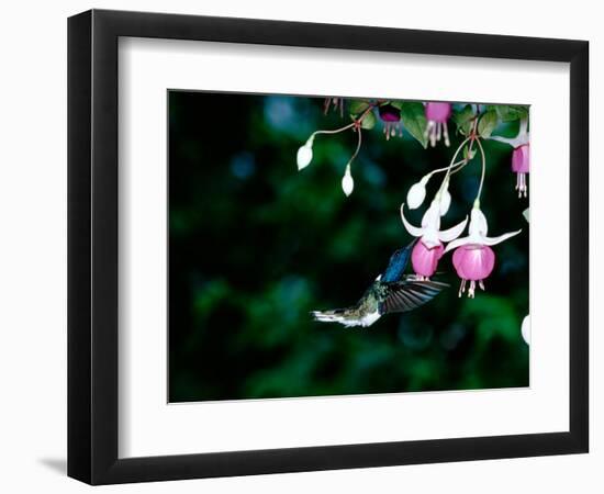 White-Necked Jacobin Hummingbird on Flower Nectar, Rancho Naturalista, Costa Rica-Cindy Miller Hopkins-Framed Photographic Print