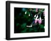 White-Necked Jacobin Hummingbird on Flower Nectar, Rancho Naturalista, Costa Rica-Cindy Miller Hopkins-Framed Photographic Print