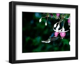 White-Necked Jacobin Hummingbird on Flower Nectar, Rancho Naturalista, Costa Rica-Cindy Miller Hopkins-Framed Photographic Print