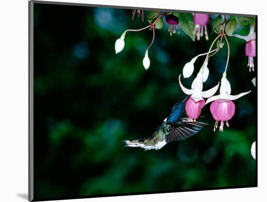 White-Necked Jacobin Hummingbird on Flower Nectar, Rancho Naturalista, Costa Rica-Cindy Miller Hopkins-Mounted Photographic Print