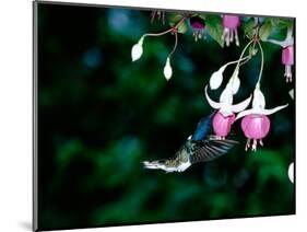 White-Necked Jacobin Hummingbird on Flower Nectar, Rancho Naturalista, Costa Rica-Cindy Miller Hopkins-Mounted Photographic Print