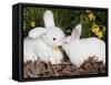 White New Zealand Rabbit with Stuffed White Rabbit Toy-Lynn M^ Stone-Framed Stretched Canvas