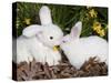 White New Zealand Rabbit with Stuffed White Rabbit Toy-Lynn M^ Stone-Stretched Canvas