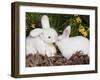 White New Zealand Rabbit with Stuffed White Rabbit Toy-Lynn M^ Stone-Framed Photographic Print