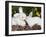 White New Zealand Rabbit with Stuffed White Rabbit Toy-Lynn M^ Stone-Framed Photographic Print