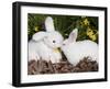 White New Zealand Rabbit with Stuffed White Rabbit Toy-Lynn M^ Stone-Framed Photographic Print