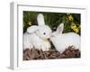 White New Zealand Rabbit with Stuffed White Rabbit Toy-Lynn M^ Stone-Framed Photographic Print