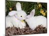 White New Zealand Rabbit with Stuffed White Rabbit Toy-Lynn M^ Stone-Mounted Photographic Print