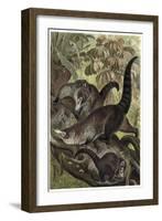 White-Nosed Coati by Alfred Edmund Brehm-Stefano Bianchetti-Framed Giclee Print