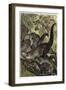 White-Nosed Coati by Alfred Edmund Brehm-Stefano Bianchetti-Framed Giclee Print