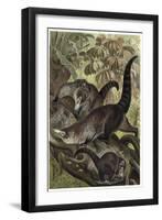 White-Nosed Coati by Alfred Edmund Brehm-Stefano Bianchetti-Framed Giclee Print