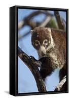 White-Nosed Coati (Nasua Narica) in a Tree-James Hager-Framed Stretched Canvas