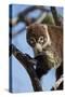 White-Nosed Coati (Nasua Narica) in a Tree-James Hager-Stretched Canvas